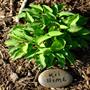 miniature Hosta Kii Hime